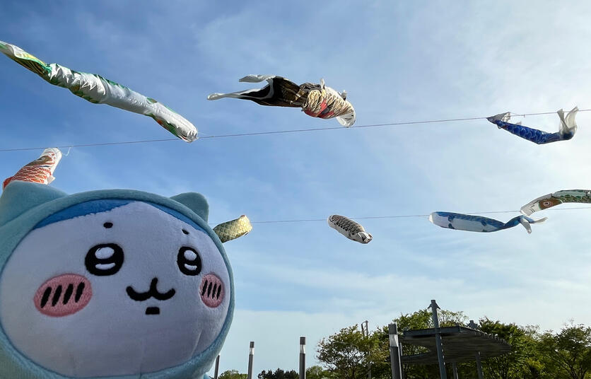 たそがれハチワレ